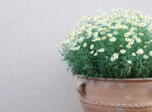 Margeriten - Tipps zum optimalen Wachstum