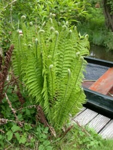Mannetjesvaren (Dryopteris filix-mas)