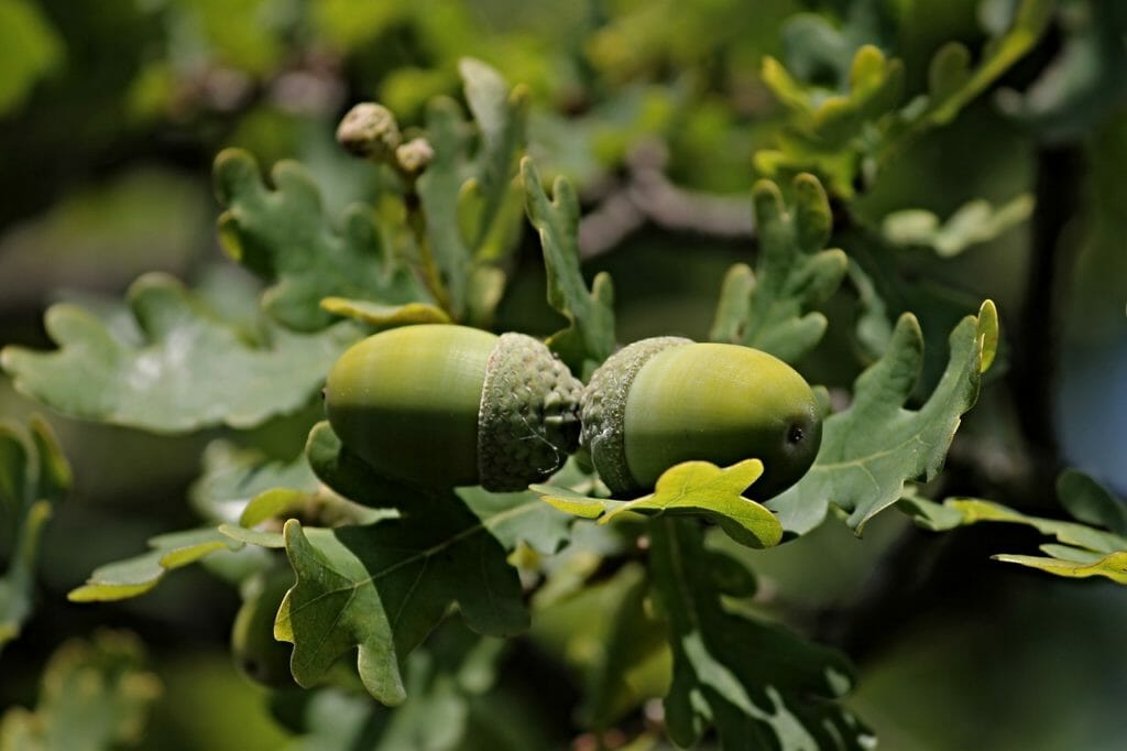 acorns, acorn, oak leaves