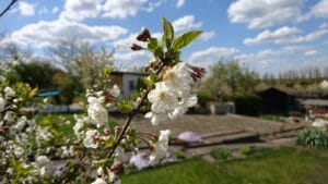 allotment, garden, nature