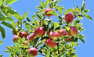 apple, apple tree, fruit