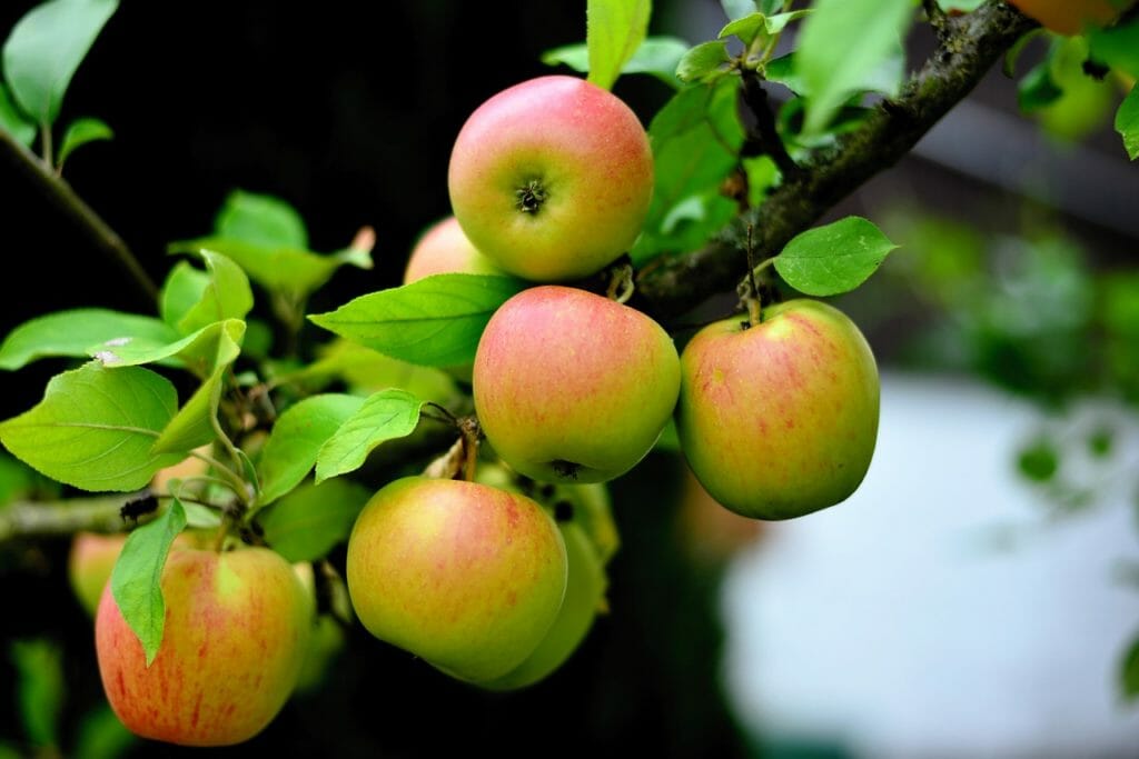 apple, goldparmäne, apple tree