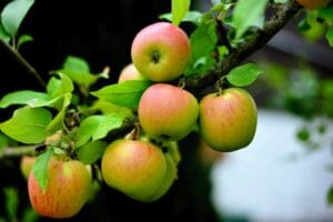 apple, goldparmäne, apple tree