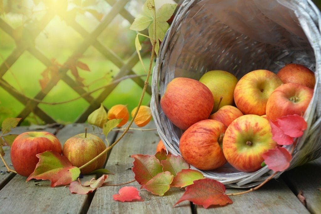 apples, leaves, fall