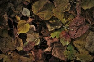 autumn, foliage, collapse