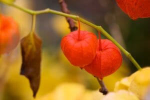 autumn, lampionblume, orange