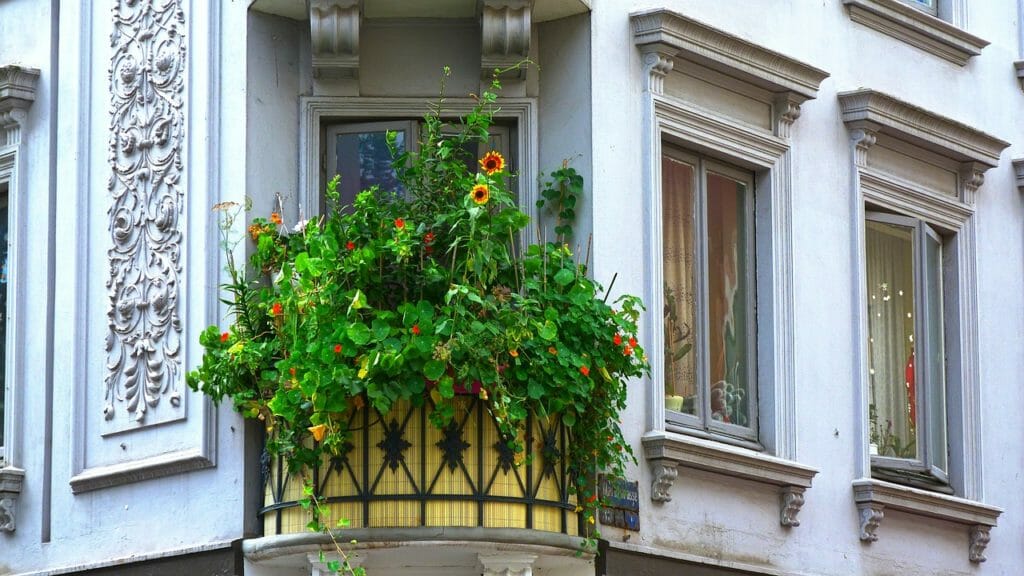 balcony, plant, sunflower