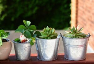 balcony plants, balcony, still life
