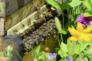 bees, beehive, bee