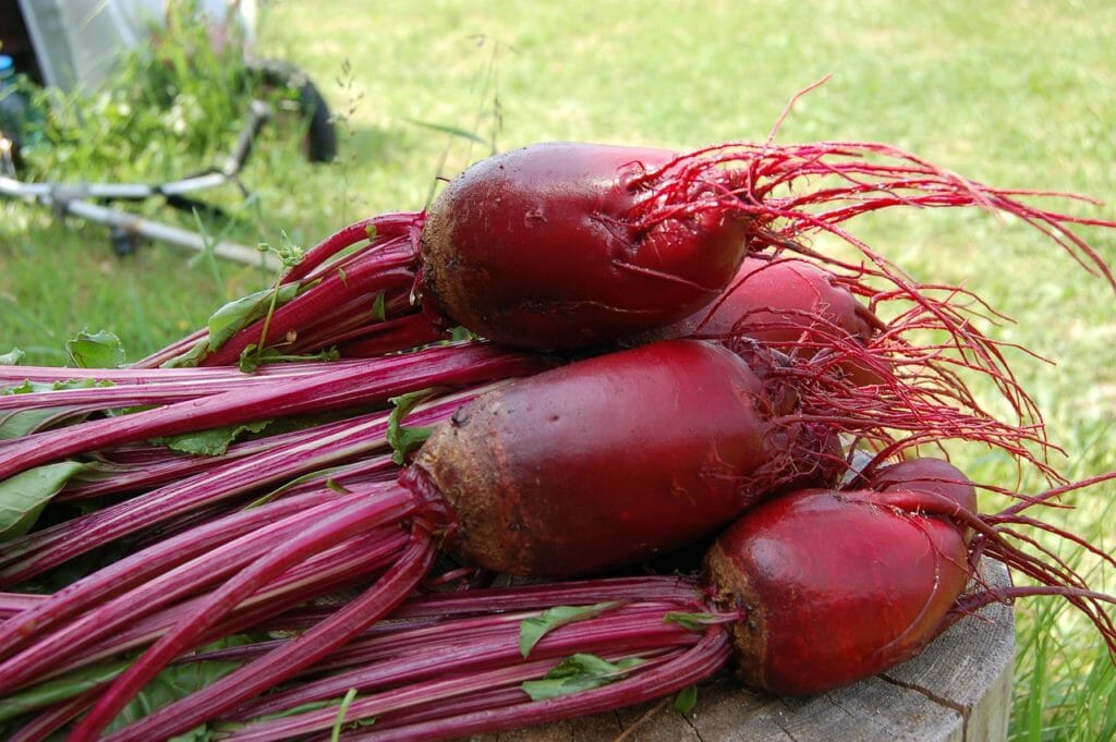 beet, plant, red