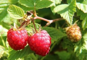 berries of a raspberry, raspberry bush, food