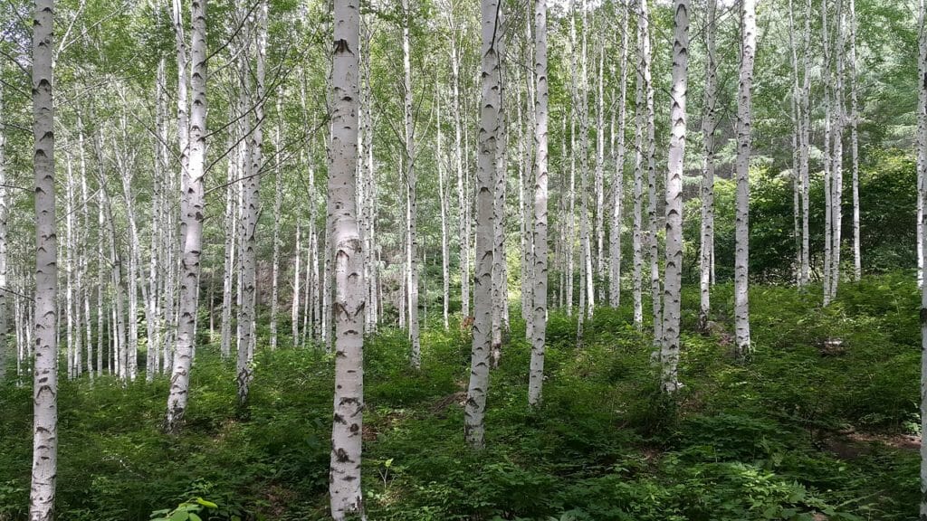 birch, forest, spring