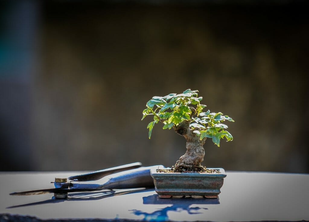 bonsai, wood, maple