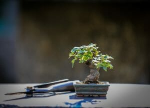 bonsai, wood, maple