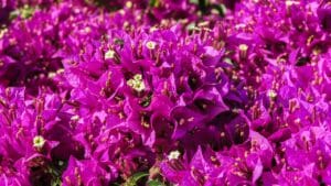 bougainvillea, flowers, purple