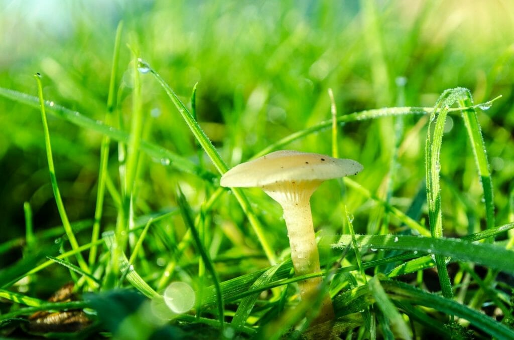 brown, day, fungi
