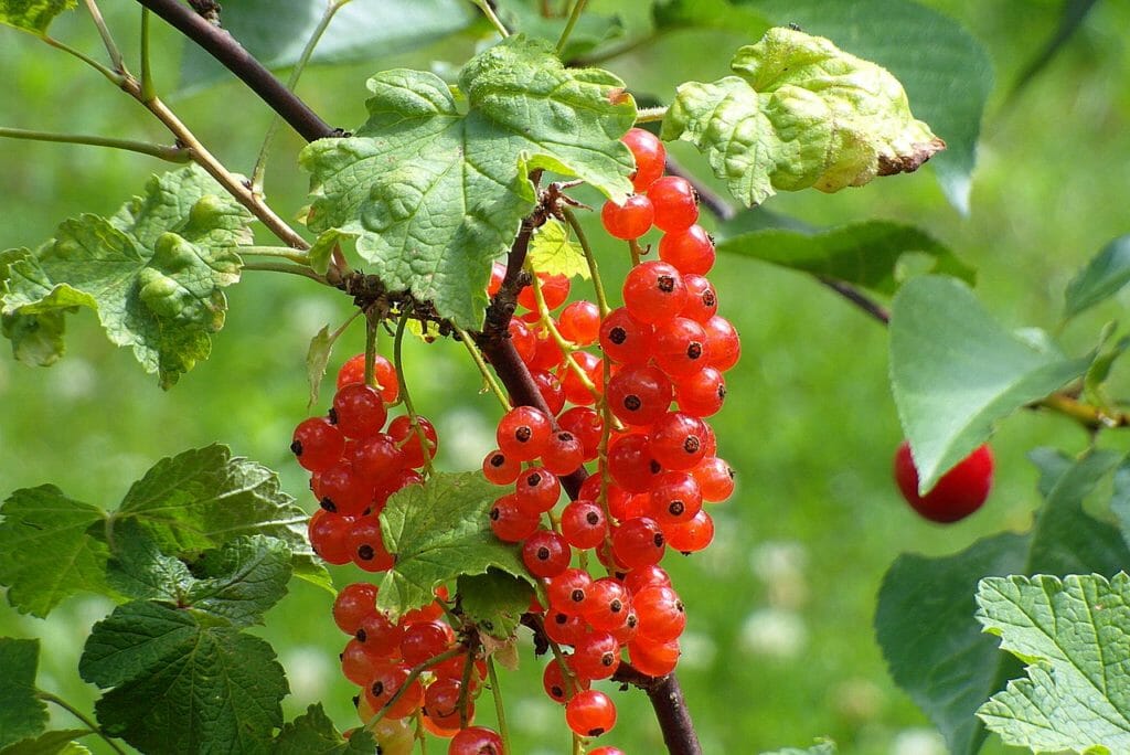 bush, currant, red