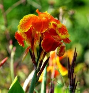 canna lily, flowers, orange