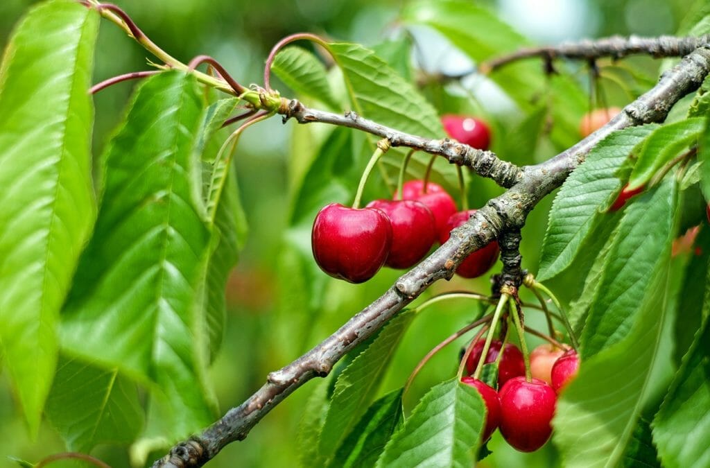 cherry, sweet cherry, fruit