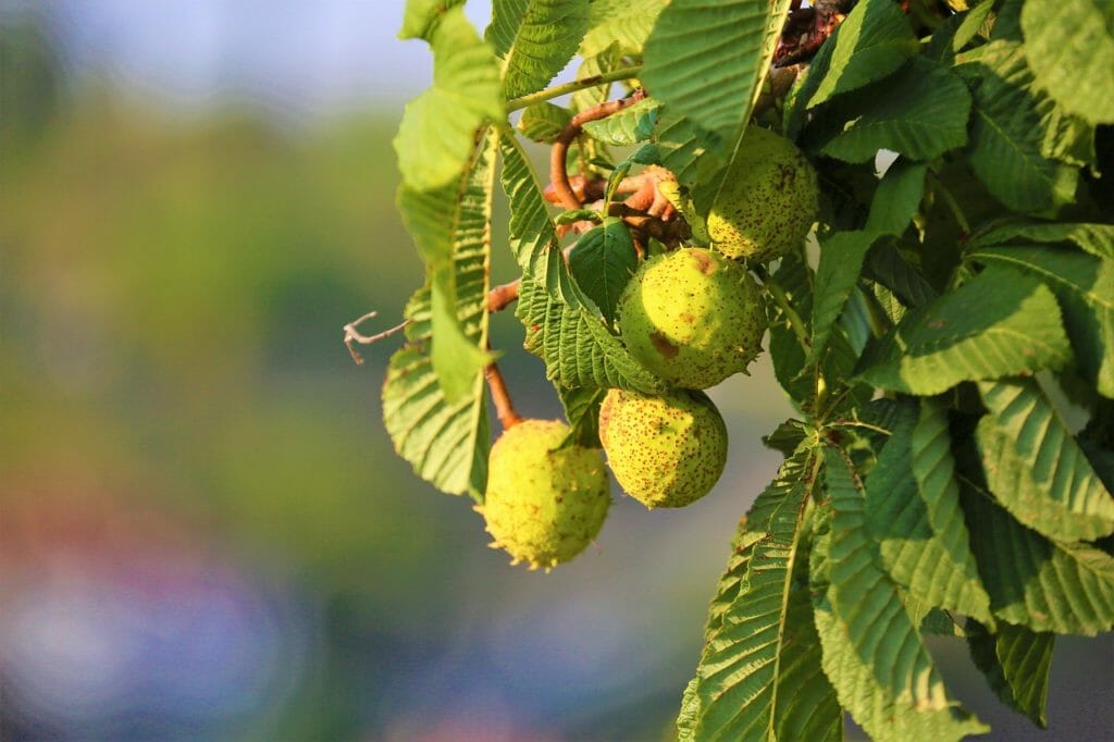 chestnut, fruit, plant