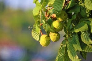 chestnut, fruit, plant