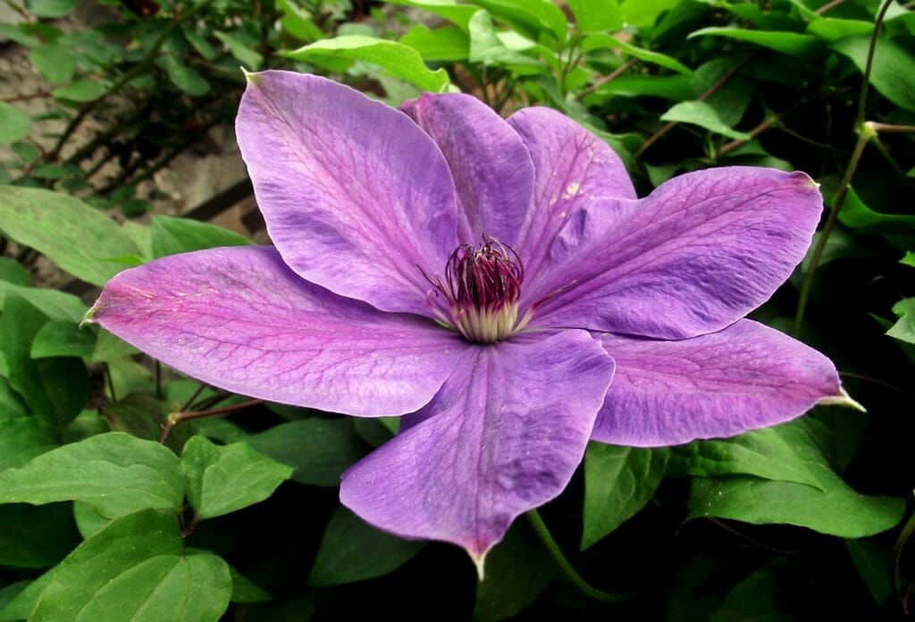 clematis, flower, creeper