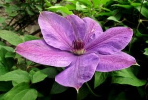 clematis, flower, creeper