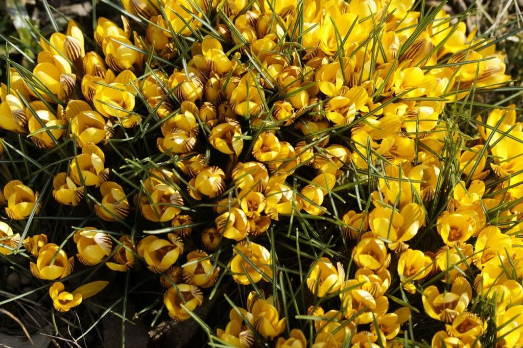 crocus, garden, end of winter