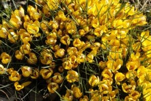 crocus, garden, end of winter