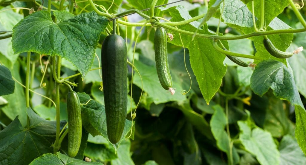 cucumbers, green, cucumber