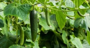 cucumbers, green, cucumber