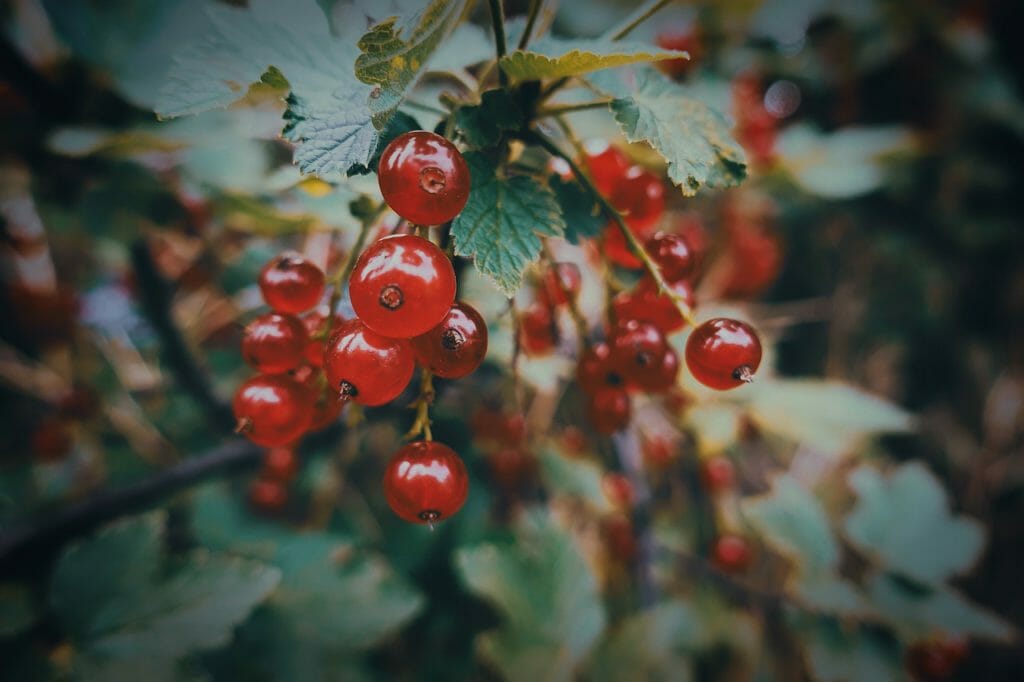 currants, fruit, berries