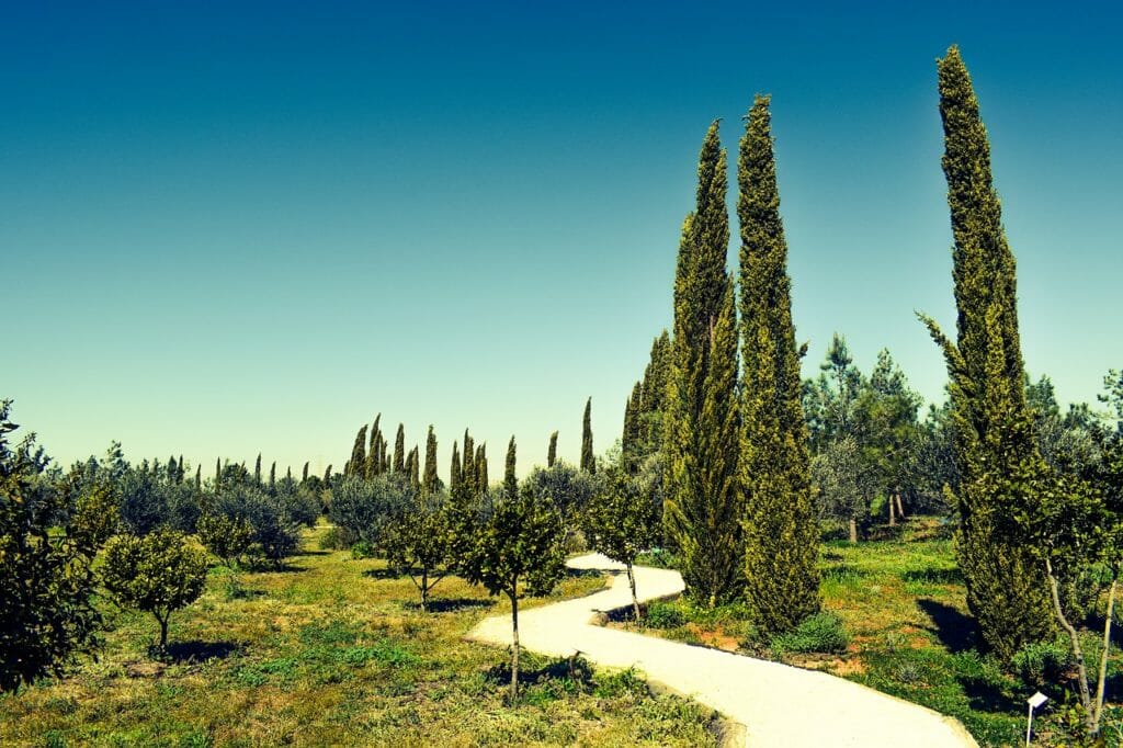 cyprus, avgorou, cypress