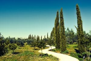 cyprus, avgorou, cypress