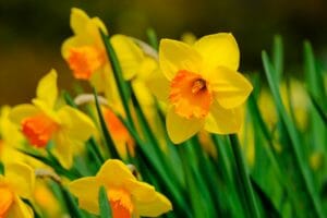 daffodils, flower, spring