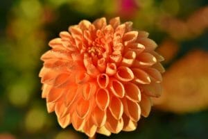 dahlia, dahlias bud, flower