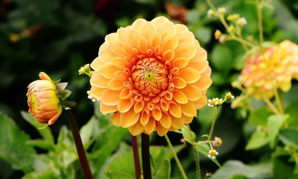dahlias, flowers, petals