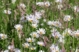 daisies, bloom, meadow