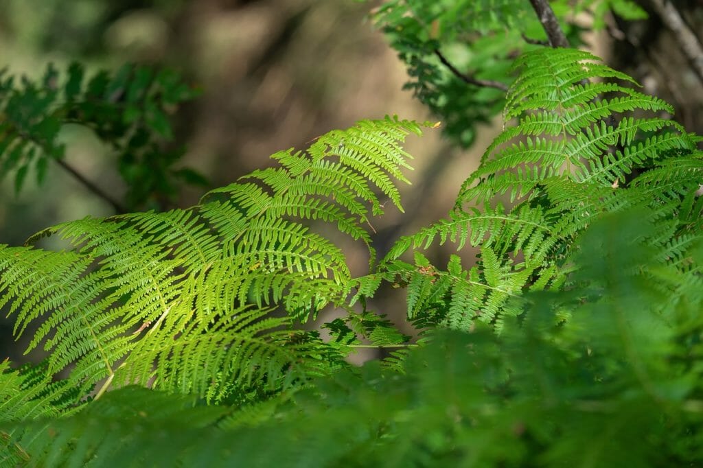 fern, nature, green