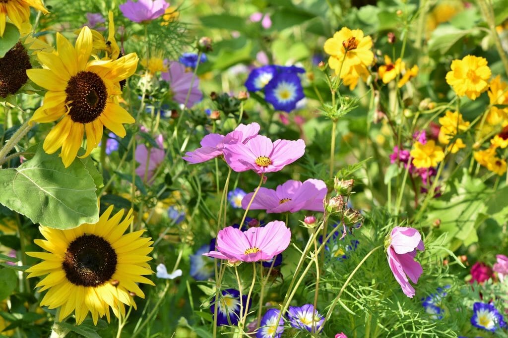 flower meadow, flowers, wildflowers