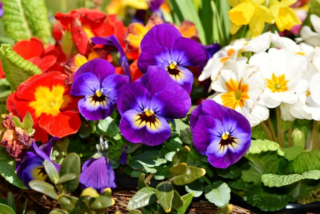 flower, pansy, blossom