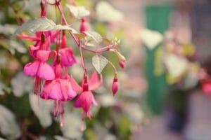 flowers, fuchsia, red
