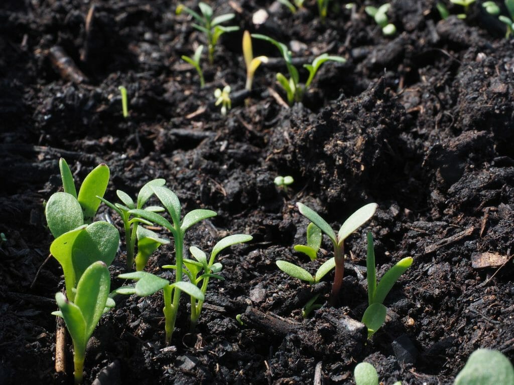 flowers, sowing, growth