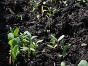 flowers, sowing, growth