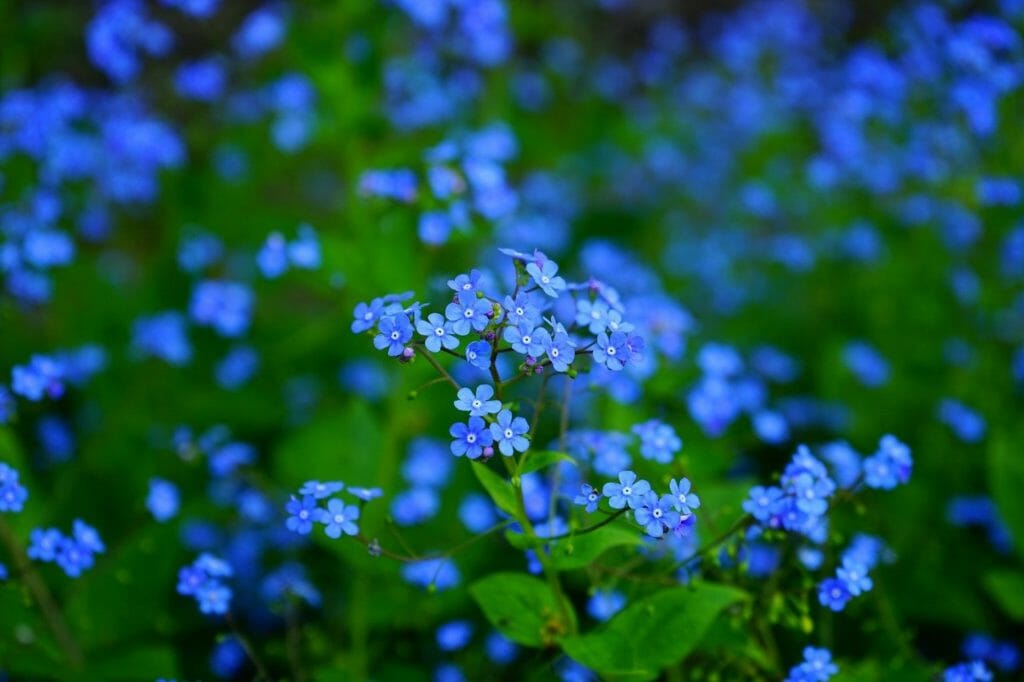 forget-me-nots, flowers, blue flowers
