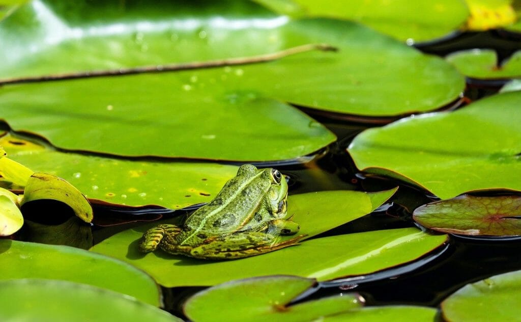 frog, water frog, lily pads
