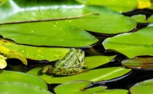 frog, water frog, lily pads