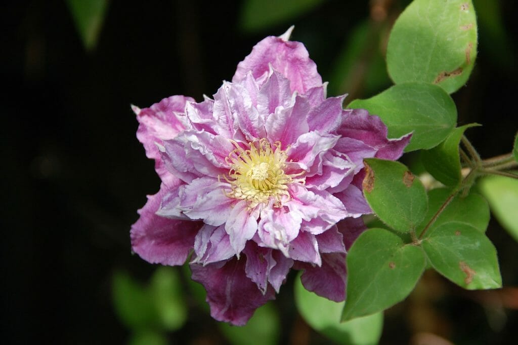 garden, clematis, flower