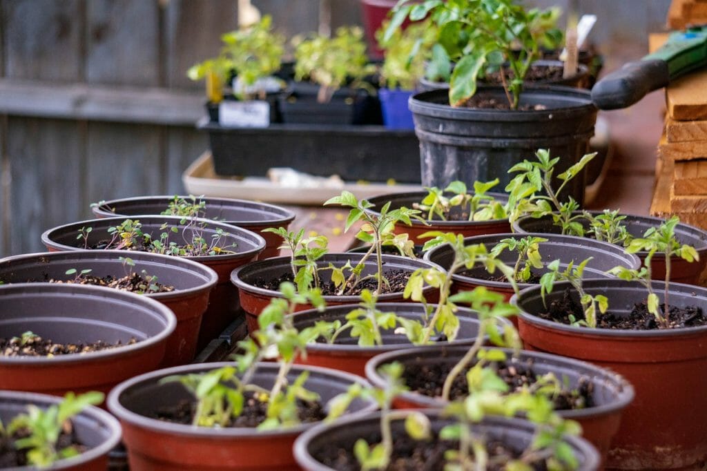 gardening, seedlings, pots