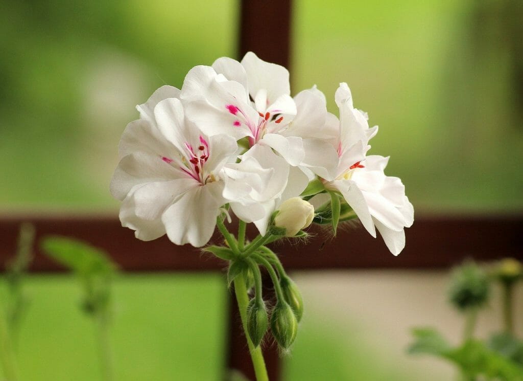 geranium, flowerpots, white flower